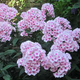 Phlox paniculata 'Bright Eyes' - Hoher Gartenphlox