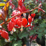 Dicentra spectabilis 'Valentine' - Rote Herzblume