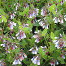 Symphytum grandiflorum 'Hidcote Blue' - Beinwell, Wallwurz