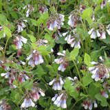 Symphytum grandiflorum 'Hidcote Blue' - Beinwell, Wallwurz