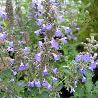 Nepeta grandiflora 'Blue Danube'