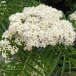 Sorbus randaiensis: Bild 1/3