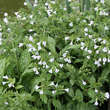 Pulmonaria o. 'Sissinghurst White': Bild 1/1