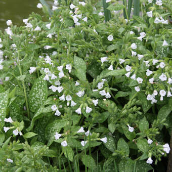 Pulmonaria o. 'Sissinghurst White'