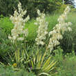 Yucca flaccida 'Golden Sword': Bild 2/8