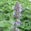Nepeta grandiflora 'Blue Danube': Bild 2/5