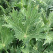 Eryngium 'Big Blue': Bild 8/10
