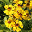 Helenium 'Goldrausch': Bild 2/3