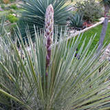 Yucca rostrata 'Sapphire Skies' - Palmlilie