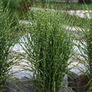 Miscanthus sinensis 'Strictus' - Chinaschilf, Stachelschweingras