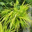 Hakonechloa macra 'All Gold': Bild 3/3
