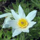 Pulsatilla vulgaris 'Alba' - Kuhschelle, Pelzanemone