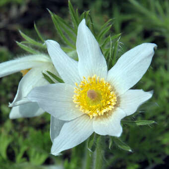 Pulsatilla vulgaris 'Alba'