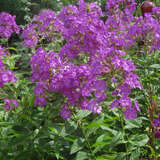 Phlox paniculata 'Düsterlohe' - Hoher Gartenphlox