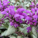 Lamium maculatum 'Purple Dragon' - Taubnessel