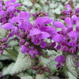 Lamium maculatum 'Purple Dragon' - Taubnessel