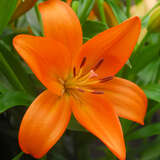 Lilium 'Orange County' - Großblumige Gartenlilie