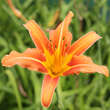 Hemerocallis fulva: Bild 2/3