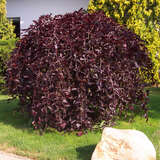 Fagus sylvatica 'Purpurea Pendula' - Hänge-Blutbuche