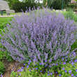 Nepeta faassenii 'Purrsian Blue': Bild 4/4