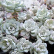 Sedum spathulifolium 'Cape Blanco': Bild 2/2