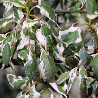 Cornus alternifolia 'Argentea'