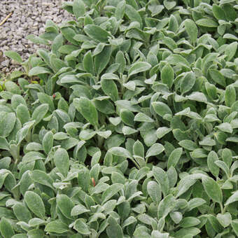 Stachys byzanthina 'Silver Fleece'