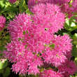 Sedum 'Mini Joy': Bild 2/2