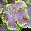 Heucherella 'Solar Eclipse' - Zwerg-Purpurglöckchen