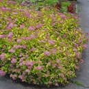 Spiraea japonica 'Goldflame' - Gelblaubige Japanspiere