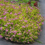 Spiraea japonica 'Goldflame' - Gelblaubige Japanspiere