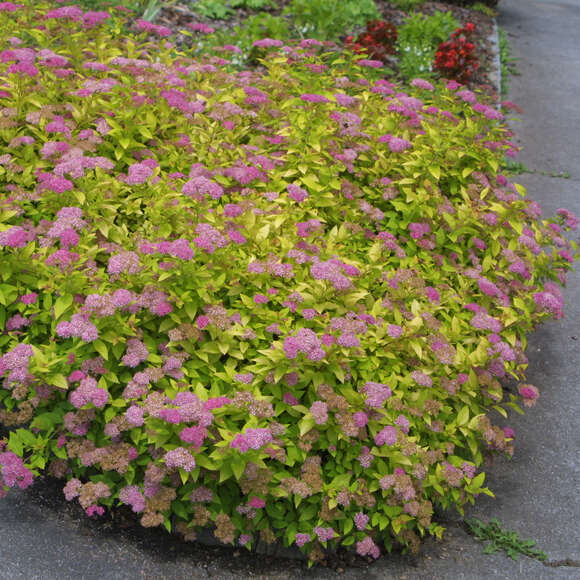 Spiraea japonica 'Goldflame': Bild 1/5 Spiraea japonica 'Goldflame': Bild 1/5