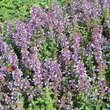 Nepeta grandiflora 'Blue Danube': Bild 4/5