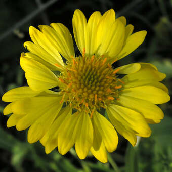 Gaillardia 'Chloe'