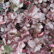 Heuchera 'Obsidian': Bild 3/5