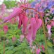 Dicentra formosa 'Adrian Bloom': Bild 1/3