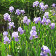 Iris germanica 'Athos': Bild 5/5