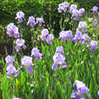 Iris germanica 'Athos': Bild 3/3