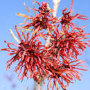 Hamamelis intermedia 'Diane' - Zaubernuss