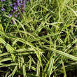 Carex morrowii 'Vanilla Ice': Bild 1/2