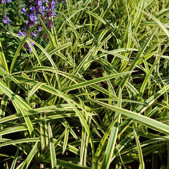 Carex morrowii 'Vanilla Ice'