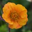 Geum 'Carlskaer': Bild 2/4