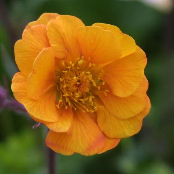 Geum 'Carlskaer': Bild 2/4 Geum 'Carlskaer': Bild 2/4