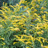 Solidago sphacelata 'Golden Fleece' - Goldrute