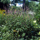 Persicaria amplexicaulis 'Rosea' - Knöterich