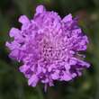 Scabiosa columbaria 'Pink Mist': Bild 2/4