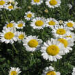 Anthemis triumfettii: Bild 1/6