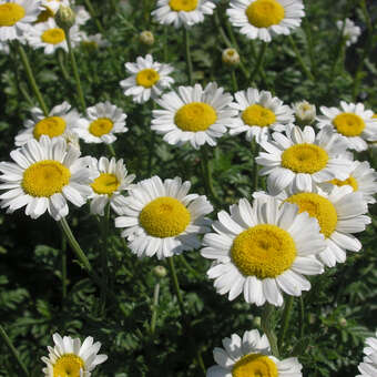 Anthemis triumfettii