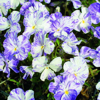 Viola cornuta 'Columbine'