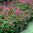 Geranium macrorrhizum 'Mytikas': Bild 1/5